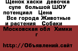 Щенок хаски, девочка супе, большой ШОУ потенциал › Цена ­ 50 000 - Все города Животные и растения » Собаки   . Московская обл.,Химки г.